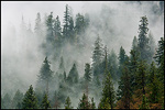 Picture: Trees and forest in clouds above Yosemite Valley, Yosemite National Park, California