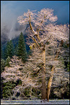Picture: Frosted trees after a spring snow storm, Yosemite Valley, Yosemite National Park, California