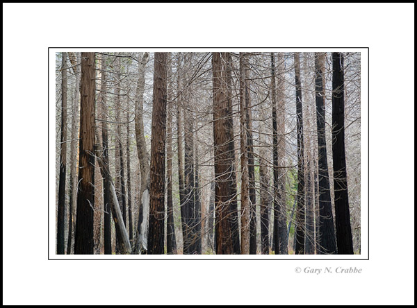 Photo: Detail of burnt forest trees, Yosemite National Park, California