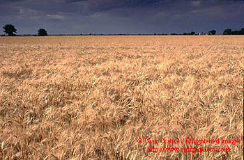 Sunset light on wheat field after a summer storm, Central Valley, California