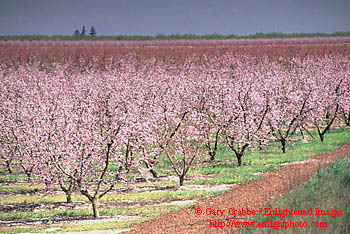 Spring blossoms on cherry trees, Central Valley, California