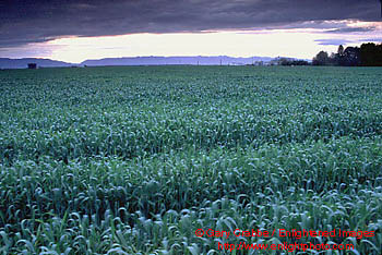 Agricultrual crop field during a spring storm, Central Valley, California