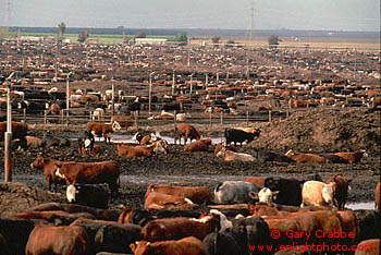 Agricultural beef cattle holding facility, Central Valley, California