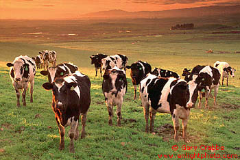 Dairy cattle at sunrise over the Central Valley, California