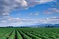 Agricultural crop lands show planting in rows beneath blue sky and clouds, Central Valley, California