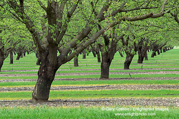 Detail: Rows of agricultural crop trees in orchard, Central Valley, California