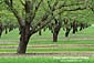 Detail: Rows of agricultural crop trees in orchard, Central Valley, California