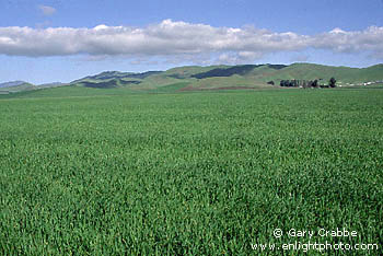 Green grass pasturelands and cattle farm, California