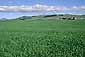 Green grass pasturelands and cattle farm, California