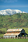 Old barn below green pasturelands, hills, and snow covered mountain, Colusa County, California