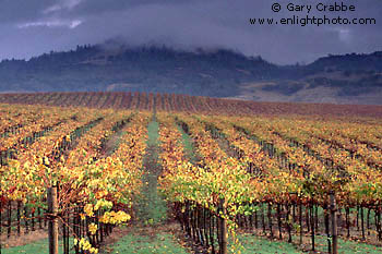 Stormy sunrise light on fall colors in vineyard in the Alexander Valley Wine Country, near Healdsburg, Sonoma County, California
