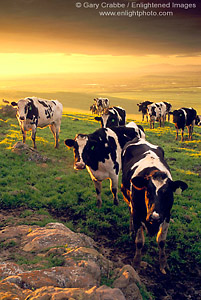 Dairy cows at sunrise over the Central Valley, California