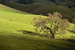 Photo: Lone Oak Tree and cow in green grass pasture, Mount Diablo State Park, California