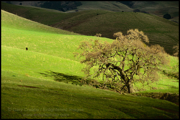 Photo: Lone Oak Tree and cow in green grass pasture, Mount Diablo State Park, California