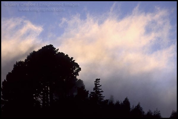 Picture: Sunlit fog over trees in the Berkeley Hills, California