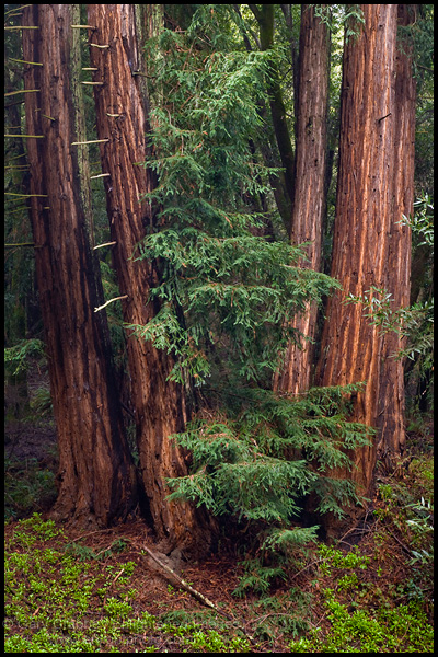 Picture: Redwood trees in forest after a rain storm, Redwood Regional Park, Oaklland Hills, California