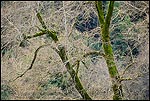 Photo: Barren tree branches in winter, Redwood Regional Park, Oakland Hills, California