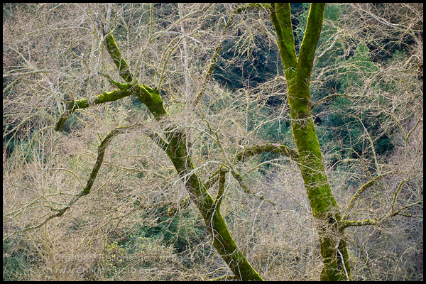 Photo: Barren tree branches in winter, Redwood Regional Park, Oakland Hills, California