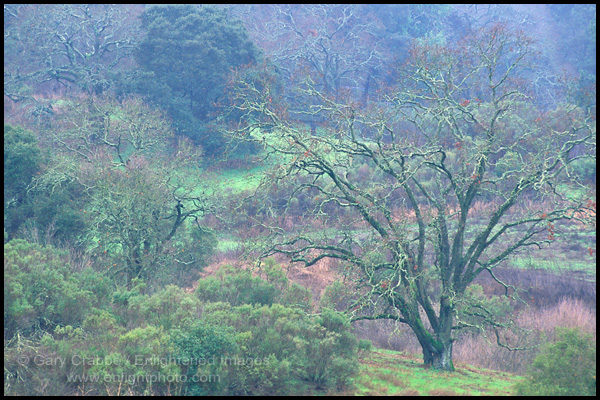 Picture: Oak tree covered hillside in winter, Lafayette, California