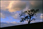 Picture: Storm clouds at sunset over lone oak tree, Alhambra Valley, Contra Costa County, California