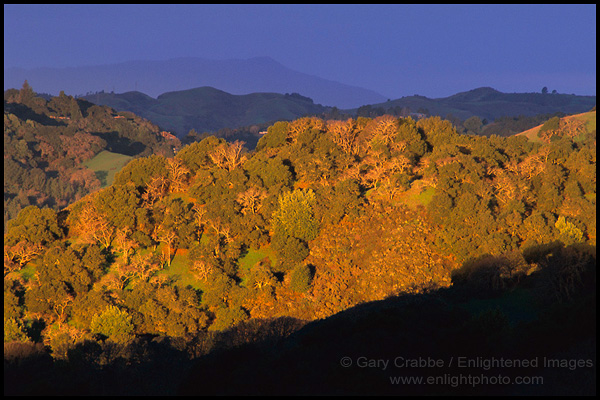 Photo: Sunlight on oak trees during a storm, Lafayette Ridge, Lafayette, California