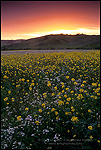 Picture: Sunset over field of wild mustard and wildflowers, Alhambra Valley, Contra Costa County, California