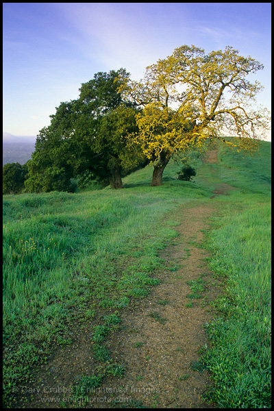 Photo: Oak trees and green grass in spring on the Lafayette Ridge Trail, Lafayette, California