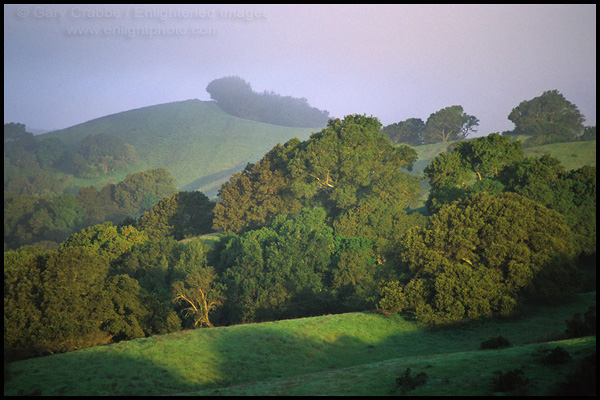 Photo: Oak trees, rolling green hills, and clearing fog, Lafayette Ridge, Lafayette, California