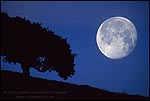 Picture: Nearly full moon setting in pre-dawn light next to oak tree, Alhambra Valley, Contra Costa County, California