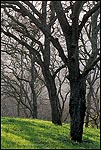 Picture: Barren Oak Trees in Winter, Briones Regional Park, Contra Costa County, California