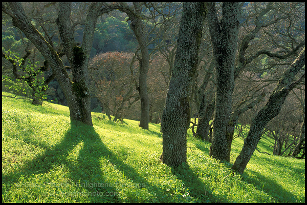 Photo: Oak Trees in Spring, Briones Regional Park, Contra Costa County, California