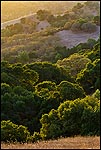 Picture: Golden sunset light on oak trees and hills along Lafayette Ridge, Lafayette, California