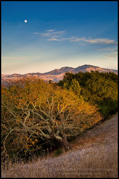 Picture: Moon over Mount Diablo and oak tree from Lafayette, California