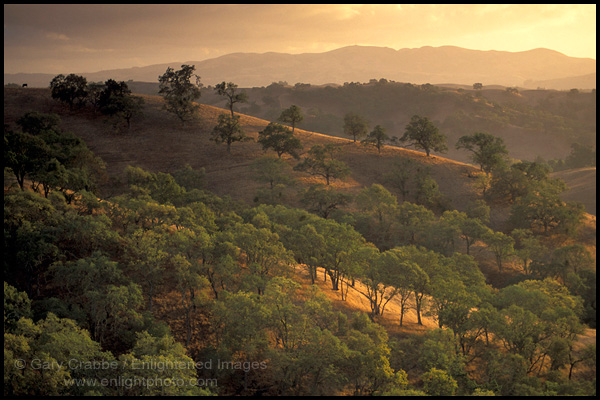 Photo: Golden sunset light on oak trees and hills, Mount Diablo State Park, Contra Costa County, California