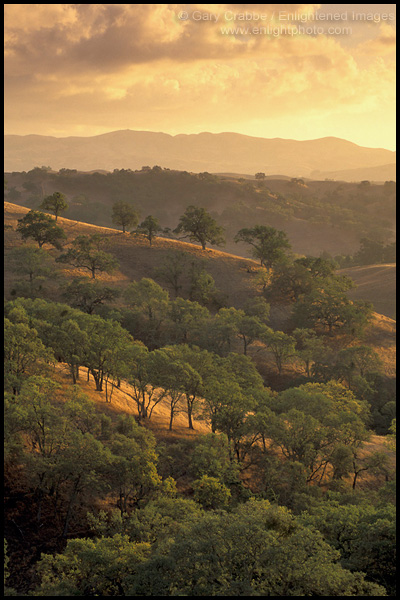 Picture: Oak trees, hills, and golden sunset light, Mount Diablo State Park, California