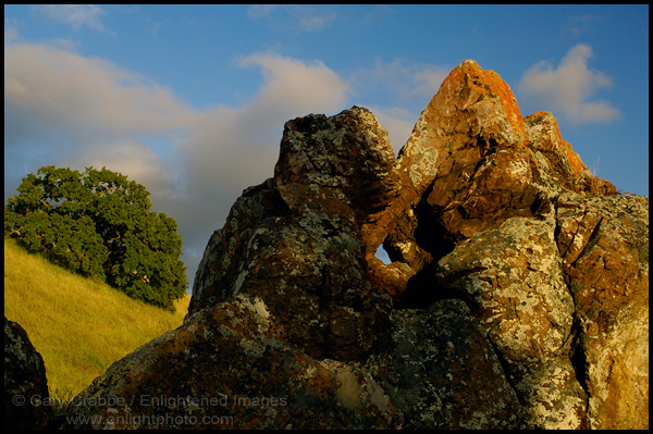 Picture: Rock and Oak Tree, Mount Diablo State Park, California