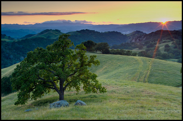 Picture: Oak tree and rolling green hills at sunset, Mount Diabl0 State Park, California