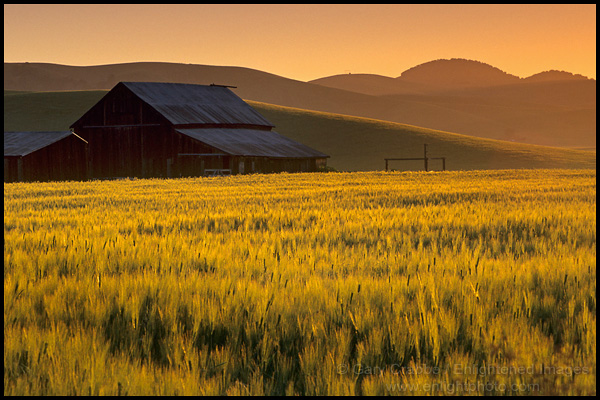 Photo: Barn and field of tall grass at sunrise, Tassajara Region, near Livermore, Contra Costa County, California