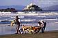 Walking dogs on Ocean Beach, San Francisco, California
