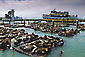 Ferry and Sea Lions at Pier 39, near Fishermans Wharf, San Francisco, California