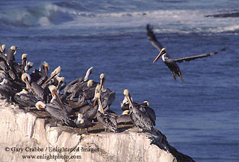 Pelicans on coastal rock, Natural Bridges State Park, Santa Cruz, California