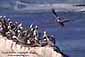 Pelicans on coastal rock, Natural Bridges State Park, Santa Cruz, California