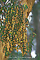 Monarch butterflies nesting in trees at Natural Bridges State Park, Santa Cruz, California