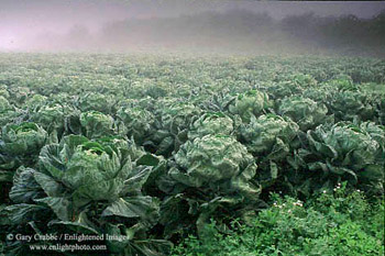 Morning fog over field of Brussel Sprouts, near Pescadero, San Mateo Coast, California