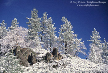 Spring snow fall covers pine trees near the summit of Mount Hamilton, Santa Clara County, California
