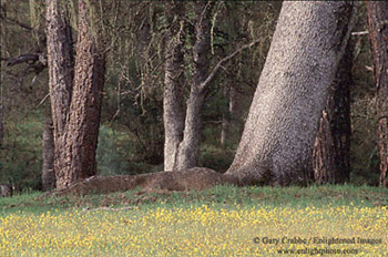 Wildflowers and trees in spring, San Antonio Valley, near Mount Hamilton, rural Santa Clara County, California