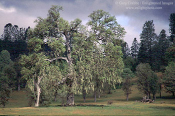 Oak tree with moss in spring beneath a clearing storm in the San Antonio Valley, near Mount Hamilton, rural Santa Clara County, California