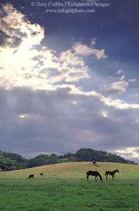 Horses in green pasture beneath the clouds of a clearing spring storm, rural Santa Clara County, California