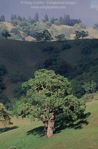 Oak tree and green hills in spring in the rural hills of Santa Clara County, near Morgan Hill, California