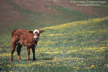 Young calf in field of wildflowers in spring, Isabel Valley, near Mount Hamilton, rural Santa Clara County, California